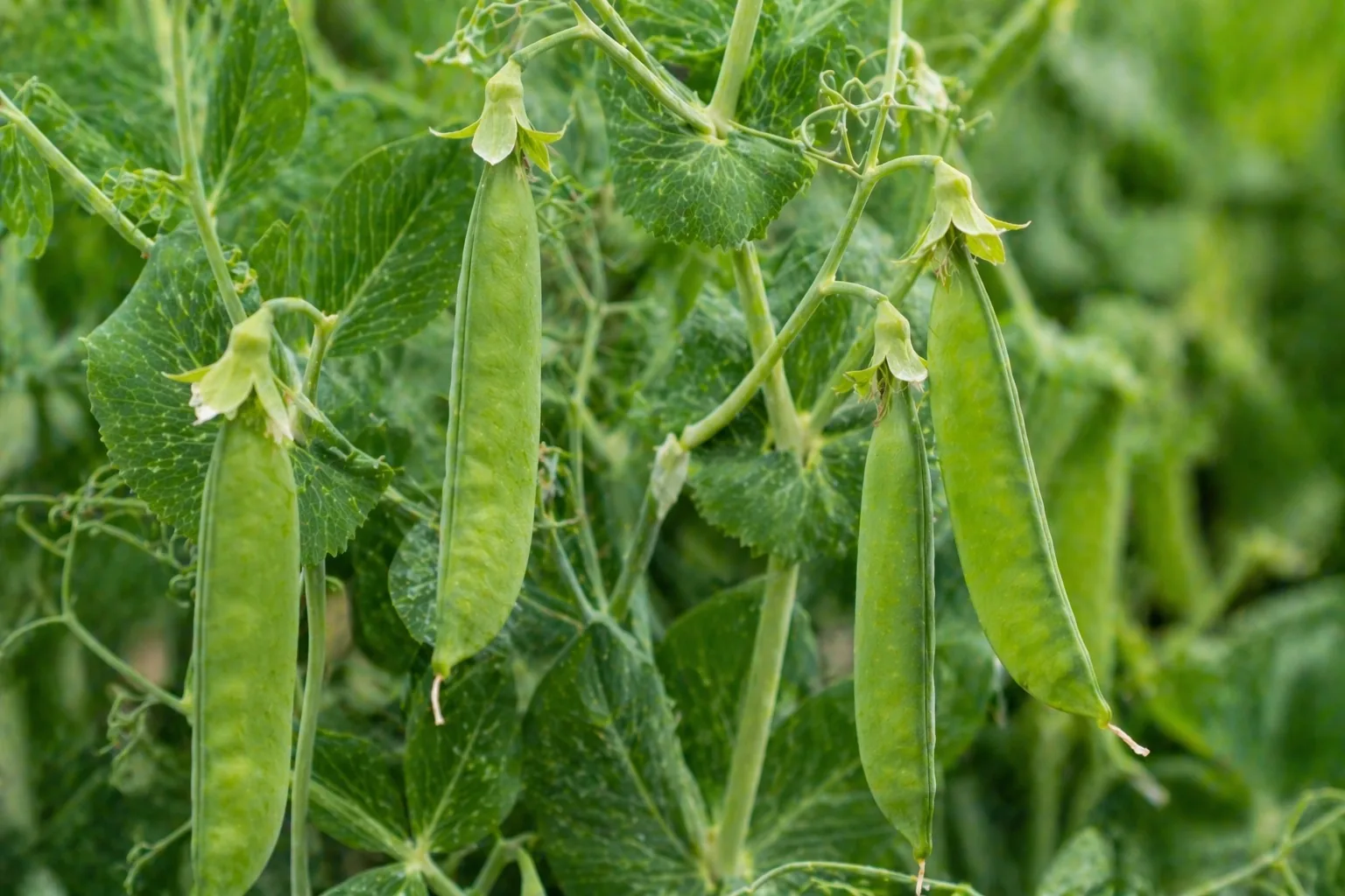 Foto uit het receptenboek van peultjes of sugarsnaps aan de plant