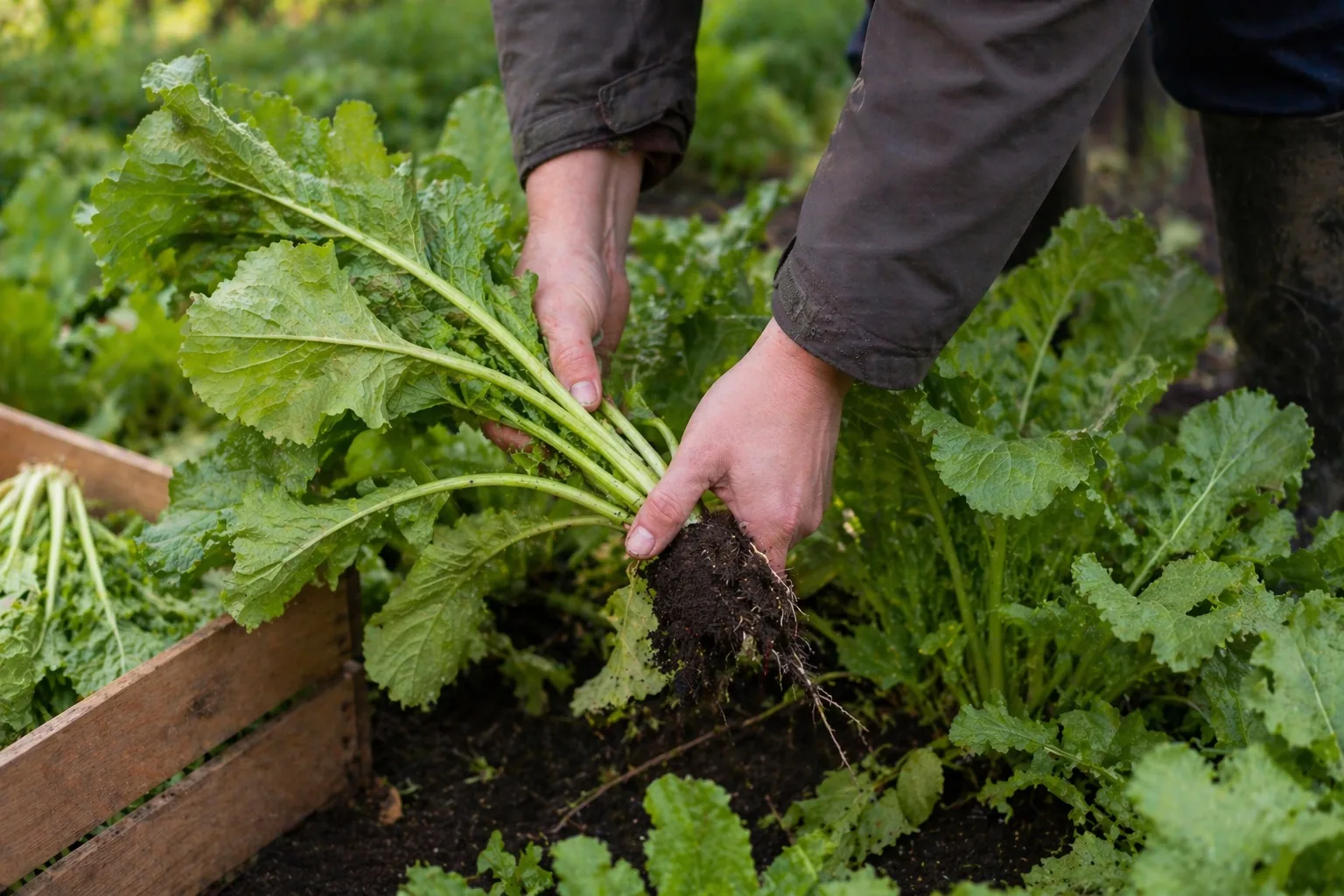 Foto uit het receptenboek van raapstelen die geoogst worden